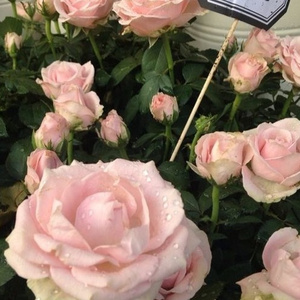 四虎成人www国产精品
